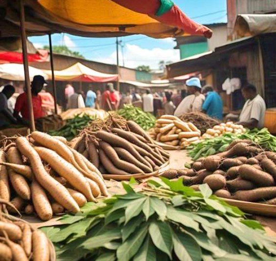 Variétés de manioc